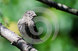 House Finch with Avian Conjunctivitis Disease