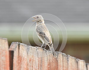 House Finch on a Backyard Fence Singing