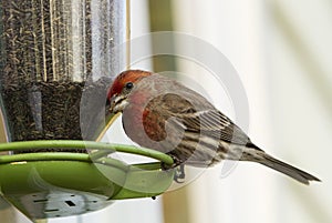 House Finch on Bird Feeder