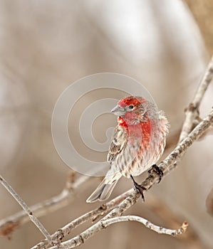 House Finch, Carpodacus mexicanus