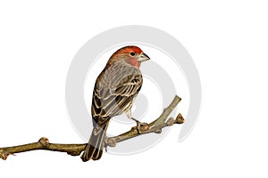 House finch, Carpodacus mexicanus