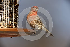 House Finch (Carpodacus mexicanus frontalis)