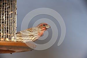 House Finch (Carpodacus mexicanus frontalis)