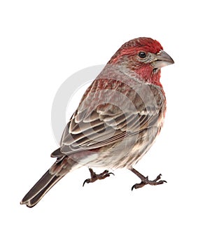 House Finch, Carpodacus mexicanus, isolated