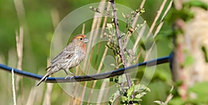 House finch photo