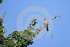 House Finch Carpodacus mexicanus perched in a tree