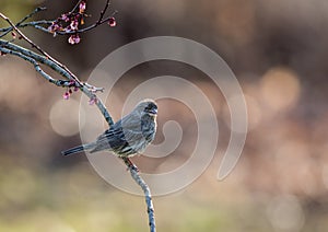 House Finch female perched on a flowering plum tree in spring