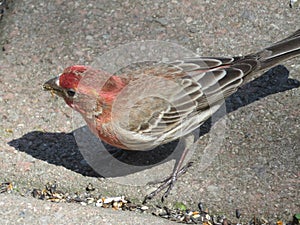 House Finch Foraging for Seeds