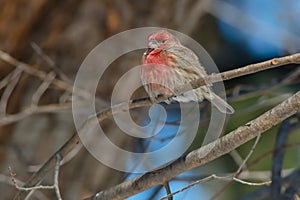 House Finch - Haemorhous mexicanus