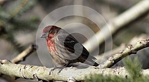 House Finch Or Haemorhous Mexicanus