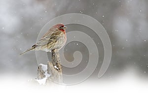 House Finch, Haemorhous mexicanus, in snow storm