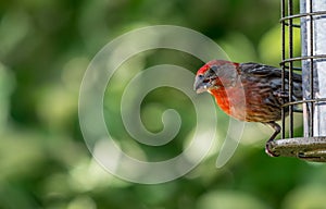 House Finch Looking on the Side while Eating Seeds