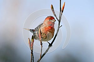 House Finch Male