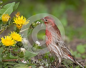 House Finch male photo