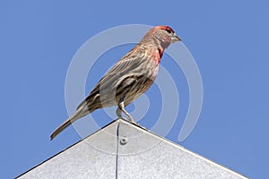 House Finch male adult perched on a tin rooftop