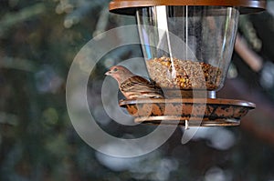 House Finch - Male on Bird Feeder