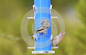 House Finch, male and female feeding at a birdfeeder in New Mexico