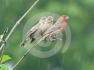 House Finch Male with two Fledglings Perched on a Bare Branch in the Rain