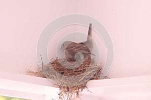 A House Finch nest on a front poach in North Carolina with baby birds photo