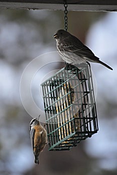 House Finch and Nuthatch on a Suet Feeder