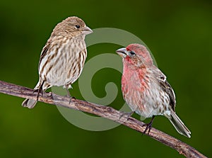 House Finch Pair