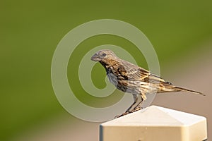 A house finch perched on a backyard fence