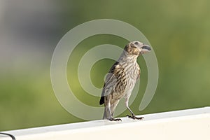 A house finch perched on a backyard fence