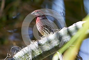 House Finch perched in a palm tree