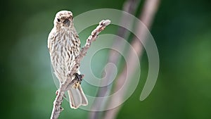 House Finch Perched on a Slender Tree Branch