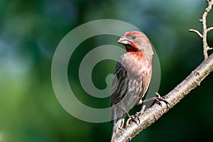 House Finch Perched in a Tree