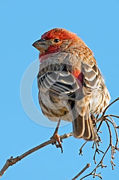 House Finch