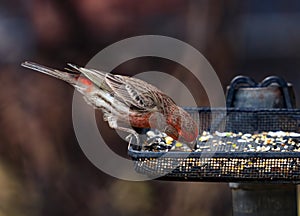 A House Finch or Red Finch leaning into birdfeeder and eating the birdseed