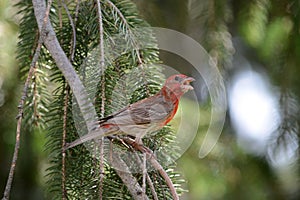 House finch