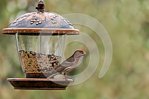 House Finch with seed in beak perched at a backyard bird feeder