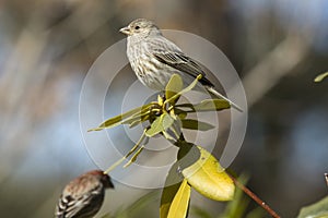 House finch in a shrub in Nathan Hale State Forest