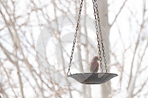 House Finch sits alone at the bird feeder