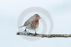 House Finch in snow
