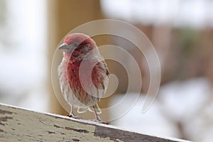 House Finch in Snow