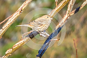 House finch tiny bird perched on a tree