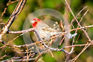 House finch tiny bird perched on a tree