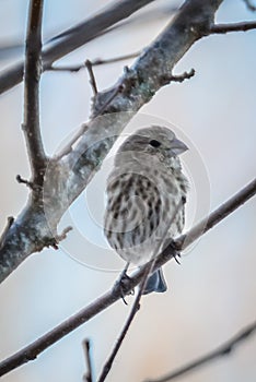 House finch tiny bird perched on a tree