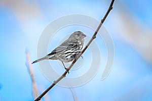 House finch tiny bird perched on a tree