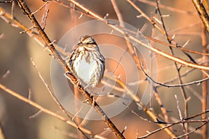 House finch tiny bird perched on a tree