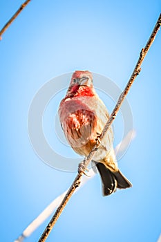 House finch tiny bird perched on a tree
