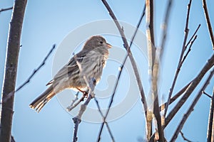 House finch tiny bird perched on a tree