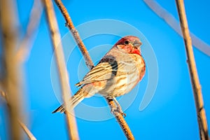 House finch tiny bird perched on a tree