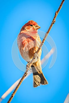 House finch tiny bird perched on a tree