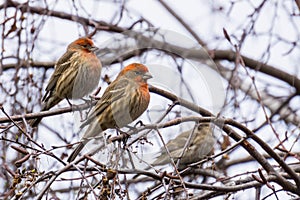 House Finches Haemorhous mexicanus on a birch tree branch, California