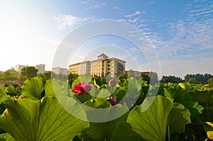 The house with a fine garden and a blossoming lotus