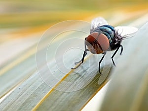 House flies